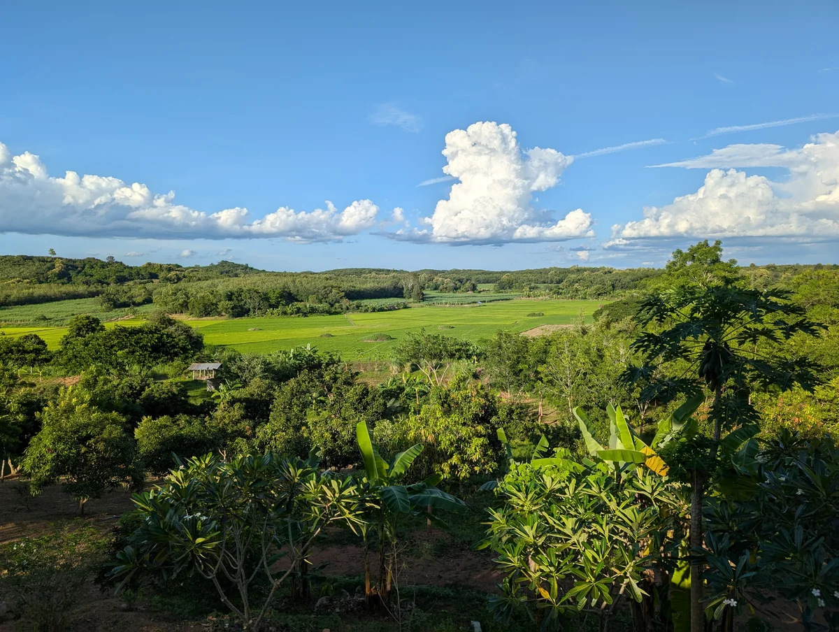 Blue sky and clouds above the Loei Valley orchard and green fields.